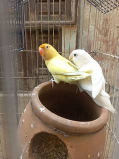 Love birds for sale
