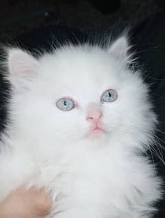 Persian kitten