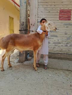 دنبہ