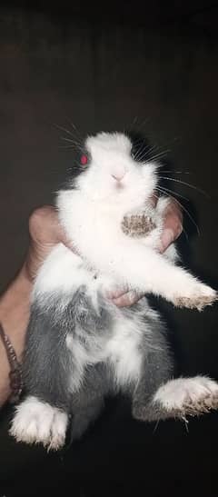 Rabbits couples for sale
