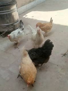 Boht achie Andy waliya murghia