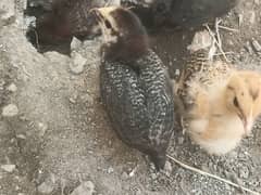 Fully active vaccinated and healthy chicks are available for sale