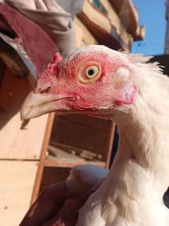 High Quality aaseel heera    madi old blood line for sale