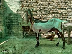 kamorie tapri goat