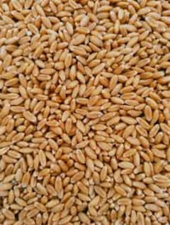 wheat Gndam for sale