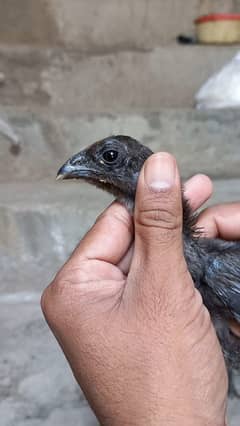 Thai Dragon Chicks For Sale