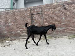 Goat for milk