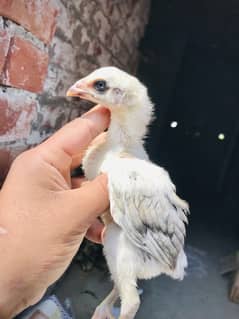 Aseel Chicks High Quality