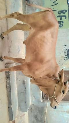 2 dant bachri