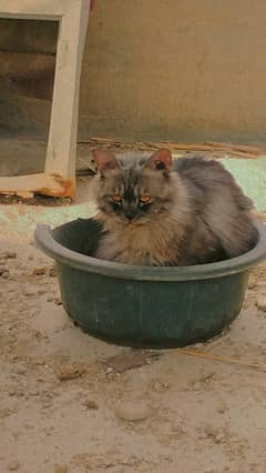 Persian male cat