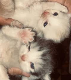 Kittens 2 months. Age