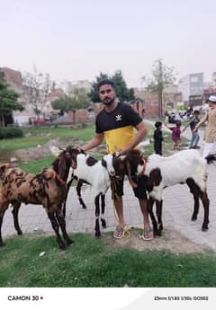 bakry for sale