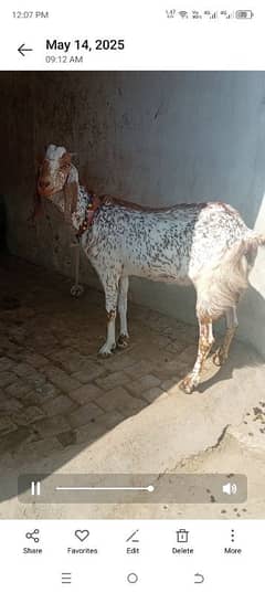 2 dant mahkii cheni bakri sath male  or female dood 1.5kg demad 120000