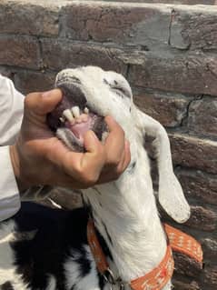 Bakra home breed