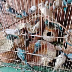 budgies breeders pair