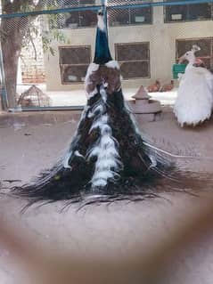 peacock chiks
