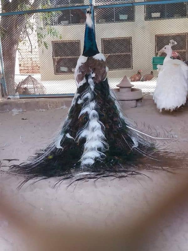peacock chiks 0