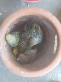 Australian Budgies Parrots Breeder Pair