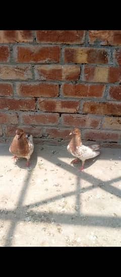 breedar pair 5