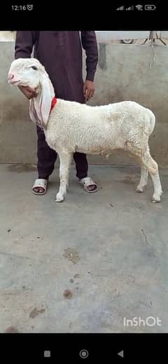 larkana