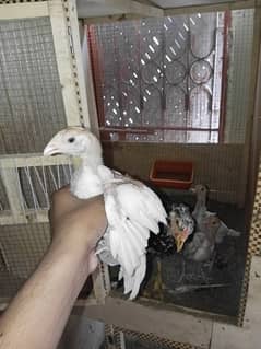 Heera chicks