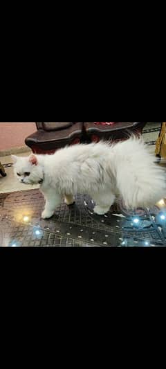 pure Persian triple coat white colour
