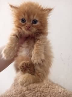 Female Persian kitten/ginger kitten/Persian kitten