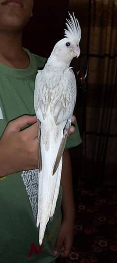 hand tame cockatiel ino parl pide