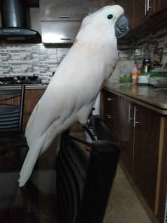 molucan tamed 03156376925
