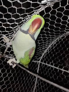 Pure Raw Talking Adult Male Parrot