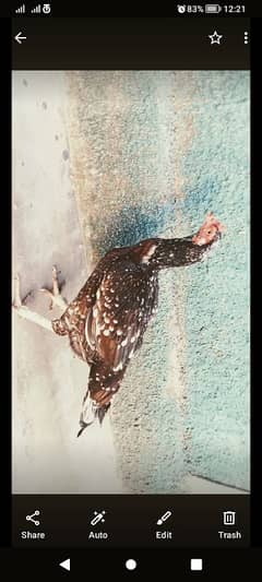 aseel madii for sale. krok bathe hai