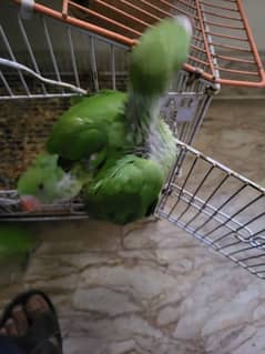 green
