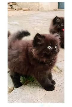 Persian kitten for sale