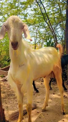 Qurbani