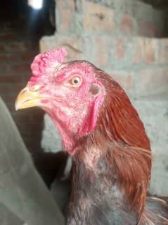 Thai trad rooster