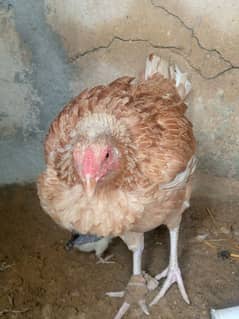 URGENT SALE. . 1 MURGI 2 CHUZE