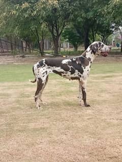 Pedigree Great Dane breeder female available for farm house's