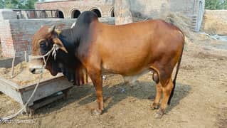 Oxen