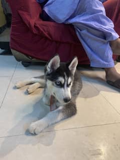 Urgent husky forsale age 4month DoG Name Husky