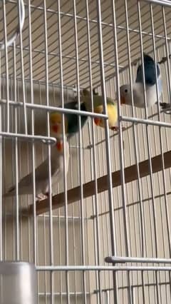 Blue & Parblue Opaline Palefellow & Opaline // Palefellow  - Lovebirds