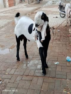 fresh 2 daant bakra for sale