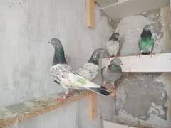 kabobter