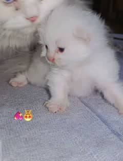 pure Persian cat and kitten