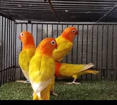 Palefellow