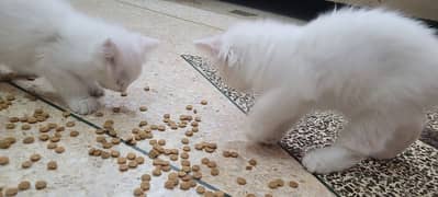 Persian Kittens