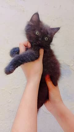 Persian cat punch face