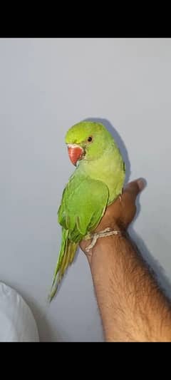 parrot tame parrot and talking breeder female