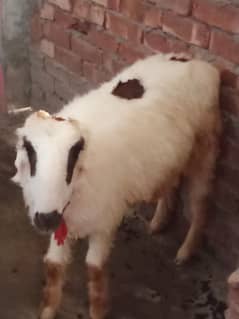 mundra  chatra for sale