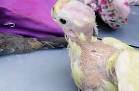 cocktail baby red eye male