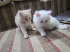 4 persian kittens pure breed